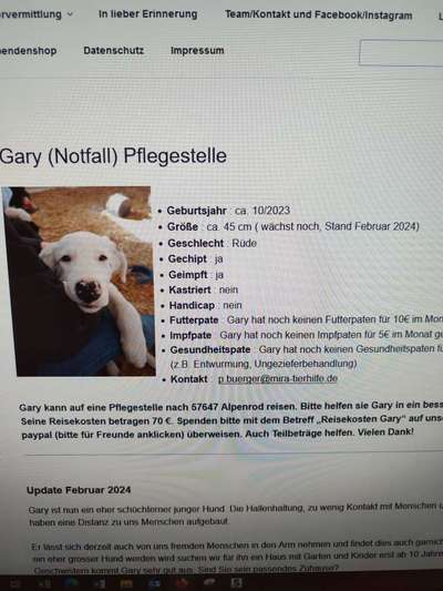 Tierschutzhunde suchen ein Zuhause-Beitrag-Bild