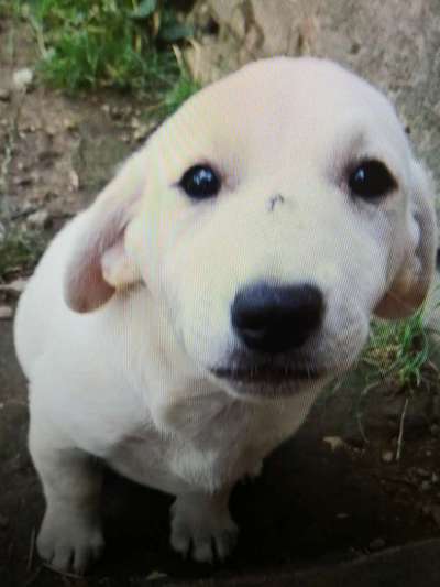 Tierschutzhunde suchen ein Zuhause-Beitrag-Bild