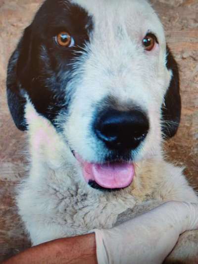 Tierschutzhunde suchen ein Zuhause-Beitrag-Bild