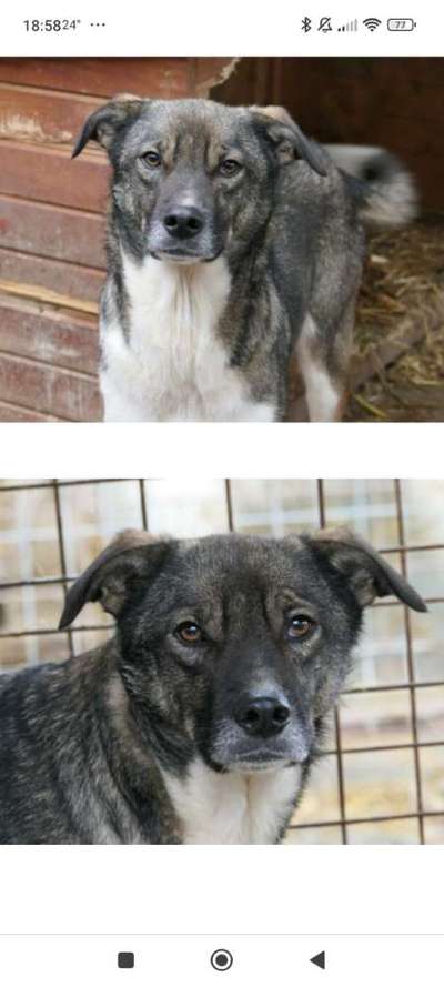 Tierschutzhunde suchen ein Zuhause-Beitrag-Bild