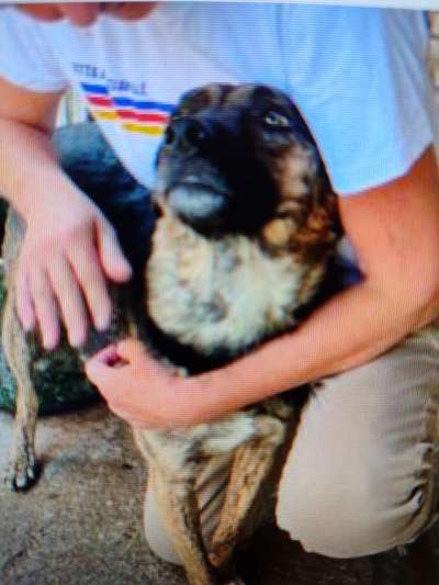 Tierschutzhunde suchen ein Zuhause-Beitrag-Bild