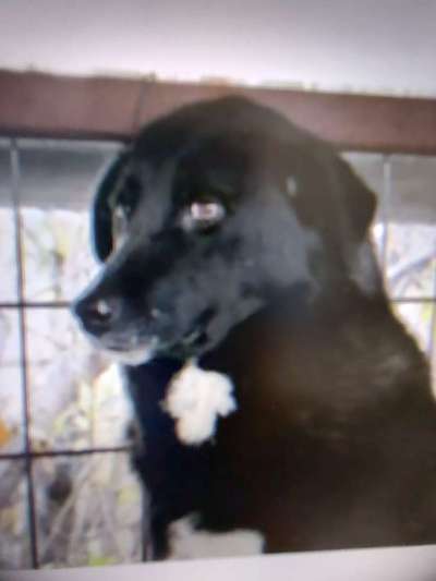 Tierschutzhunde suchen ein Zuhause-Beitrag-Bild