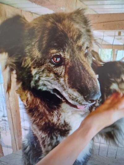 Tierschutzhunde suchen ein Zuhause-Beitrag-Bild