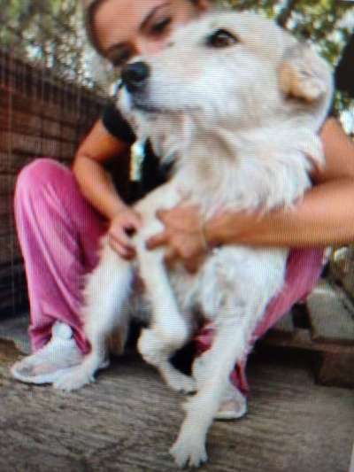 Tierschutzhunde suchen ein Zuhause-Beitrag-Bild