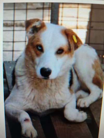 Tierschutzhunde suchen ein Zuhause-Beitrag-Bild