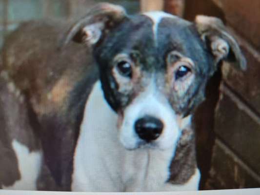 Tierschutzhunde suchen ein Zuhause-Beitrag-Bild