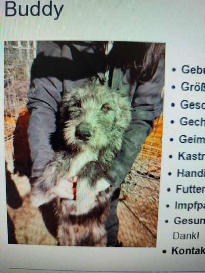 Tierschutzhunde suchen ein Zuhause-Beitrag-Bild