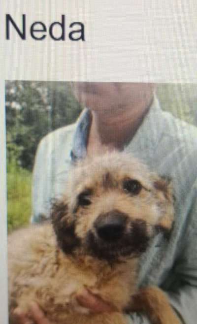 Tierschutzhunde suchen ein Zuhause-Beitrag-Bild