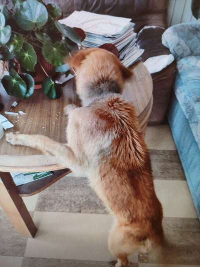 Tierschutzhunde suchen ein Zuhause-Beitrag-Bild