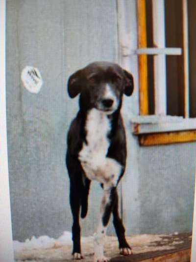 Tierschutzhunde suchen ein Zuhause-Beitrag-Bild