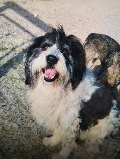 Tierschutzhunde suchen ein Zuhause-Beitrag-Bild