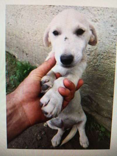 Tierschutzhunde suchen ein Zuhause-Beitrag-Bild