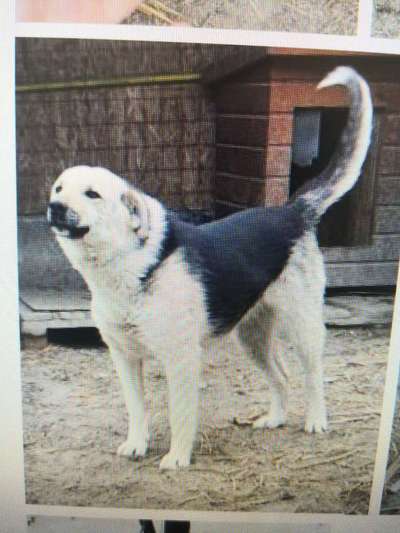 Tierschutzhunde suchen ein Zuhause-Beitrag-Bild