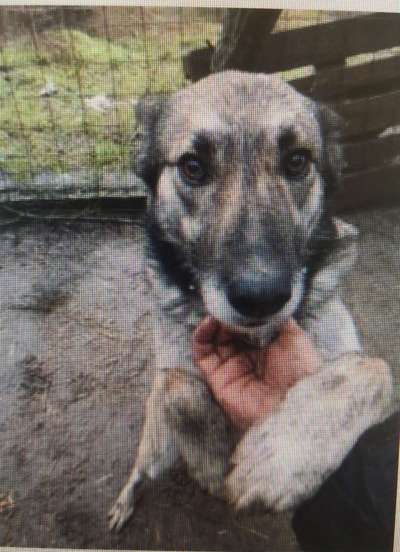 Tierschutzhunde suchen ein Zuhause-Beitrag-Bild