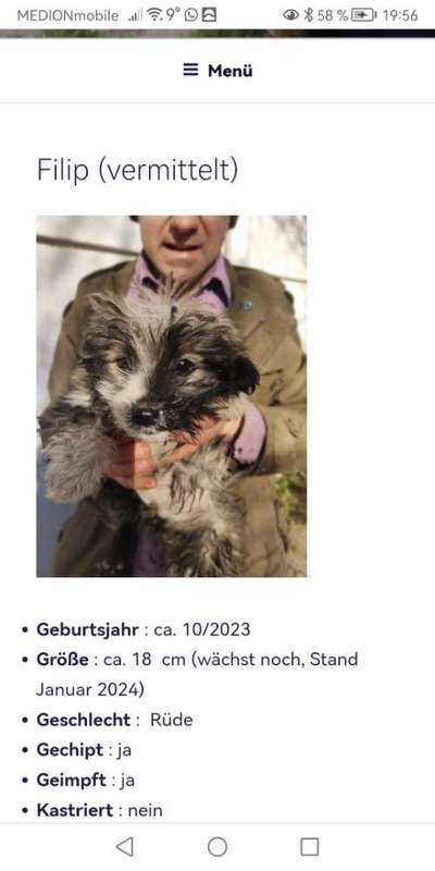 Tierschutzhunde suchen ein Zuhause-Beitrag-Bild