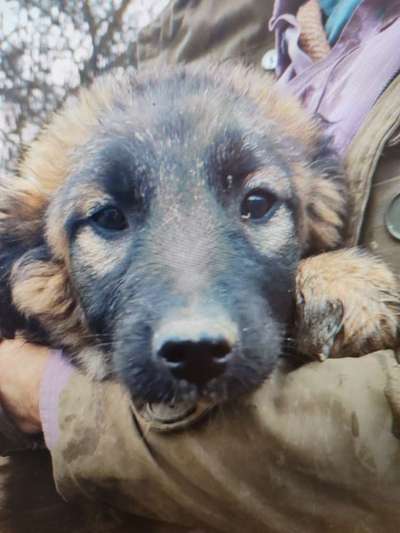 Tierschutzhunde suchen ein Zuhause-Beitrag-Bild