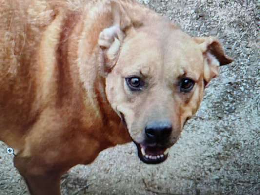 Tierschutzhunde suchen ein Zuhause-Beitrag-Bild