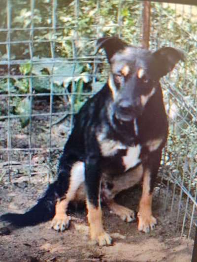 Tierschutzhunde suchen ein Zuhause-Beitrag-Bild