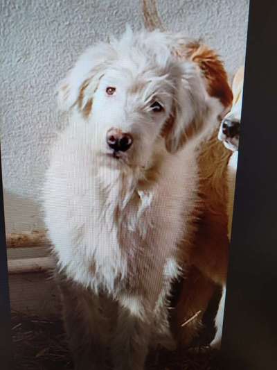 Tierschutzhunde suchen ein Zuhause-Beitrag-Bild