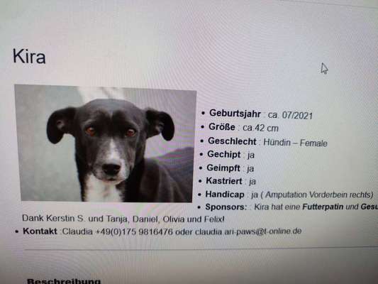 Tierschutzhunde suchen ein Zuhause-Beitrag-Bild