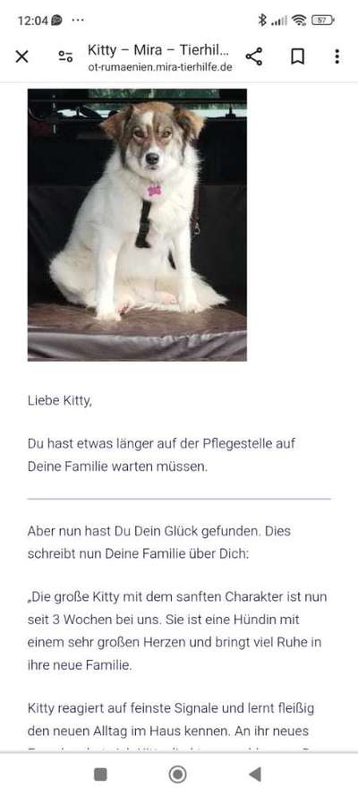 Tierschutzhunde suchen ein Zuhause-Beitrag-Bild