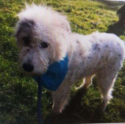 Tierschutzhunde suchen ein Zuhause-Beitrag-Bild