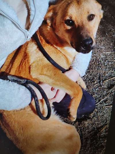 Tierschutzhunde suchen ein Zuhause-Beitrag-Bild