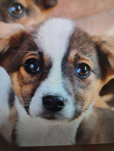 Tierschutzhunde suchen ein Zuhause-Beitrag-Bild