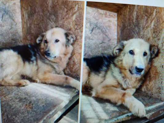 Tierschutzhunde suchen ein Zuhause-Beitrag-Bild