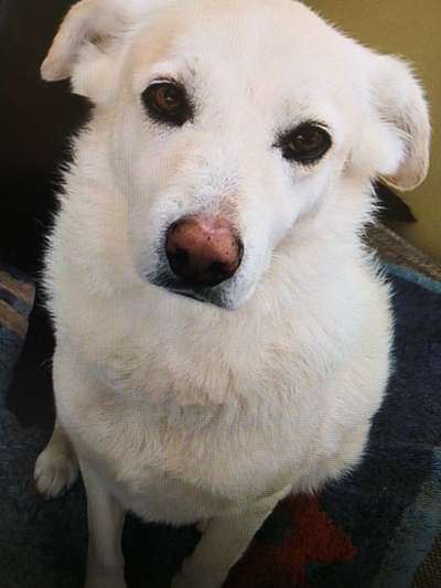 Tierschutzhunde suchen ein Zuhause-Beitrag-Bild