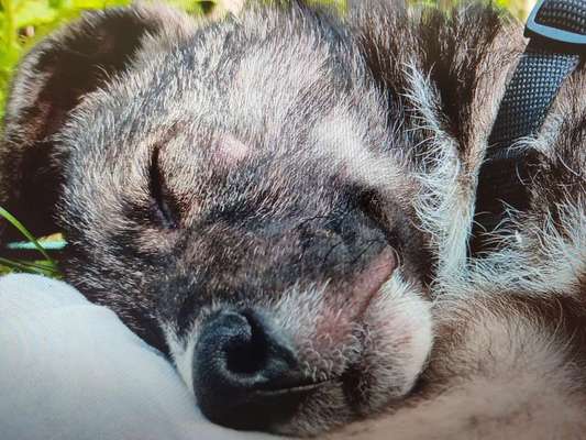 Tierschutzhunde suchen ein Zuhause-Beitrag-Bild