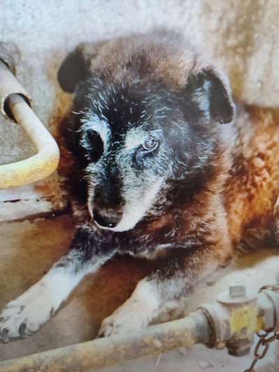 Tierschutzhunde suchen ein Zuhause-Beitrag-Bild