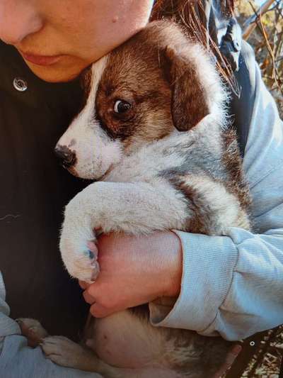 Tierschutzhunde suchen ein Zuhause-Beitrag-Bild