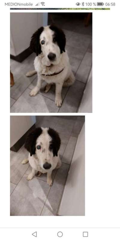 Tierschutzhunde suchen ein Zuhause-Beitrag-Bild