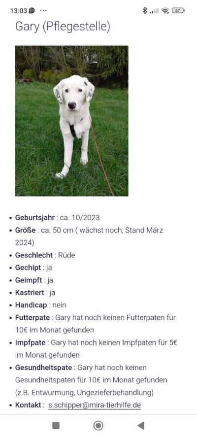 Tierschutzhunde suchen ein Zuhause-Beitrag-Bild
