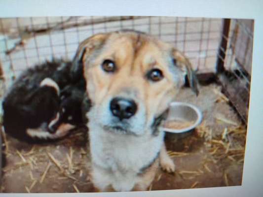 Tierschutzhunde suchen ein Zuhause-Beitrag-Bild