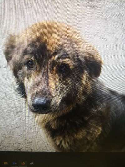 Tierschutzhunde suchen ein Zuhause-Beitrag-Bild