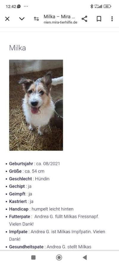 Tierschutzhunde suchen ein Zuhause-Beitrag-Bild