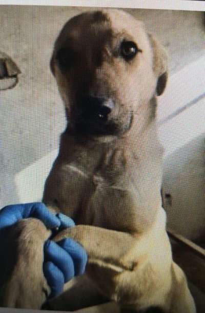 Tierschutzhunde suchen ein Zuhause-Beitrag-Bild