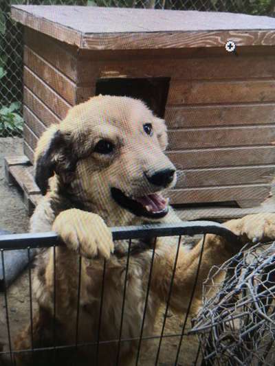 Tierschutzhunde suchen ein Zuhause-Beitrag-Bild