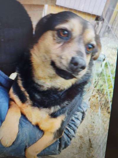 Tierschutzhunde suchen ein Zuhause-Beitrag-Bild