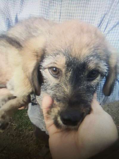 Tierschutzhunde suchen ein Zuhause-Beitrag-Bild