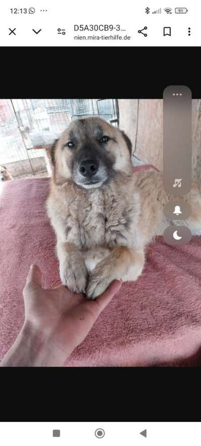 Tierschutzhunde suchen ein Zuhause-Beitrag-Bild