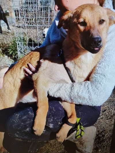 Tierschutzhunde suchen ein Zuhause-Beitrag-Bild