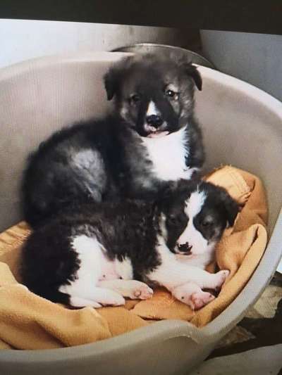 Tierschutzhunde suchen ein Zuhause-Beitrag-Bild