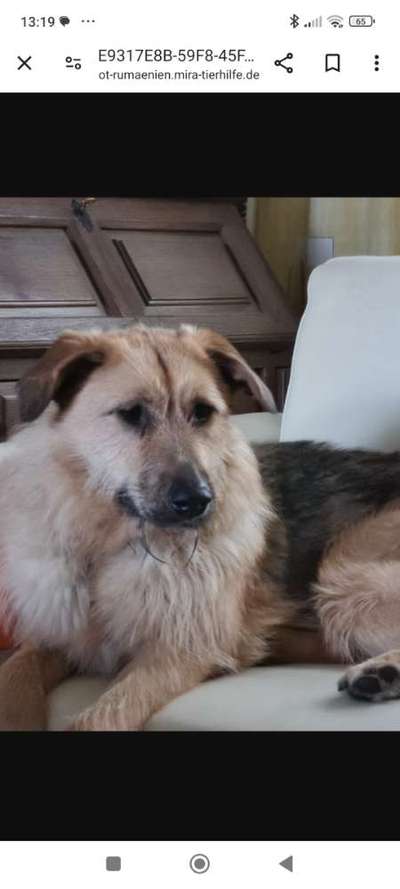 Tierschutzhunde suchen ein Zuhause-Beitrag-Bild