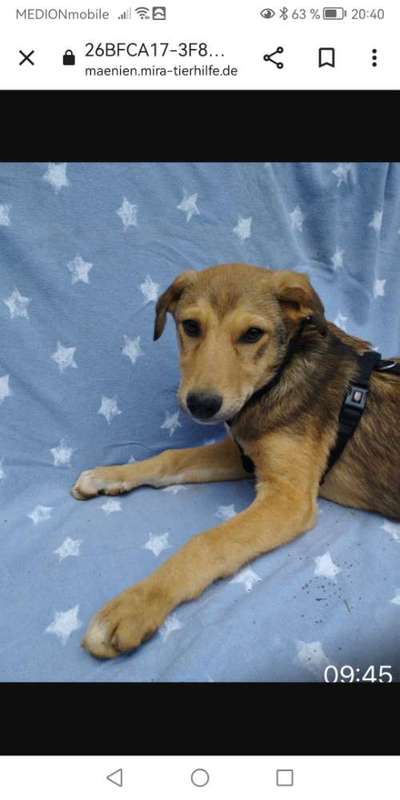 Tierschutzhunde suchen ein Zuhause-Beitrag-Bild