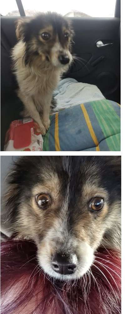 Tierschutzhunde suchen ein Zuhause-Beitrag-Bild