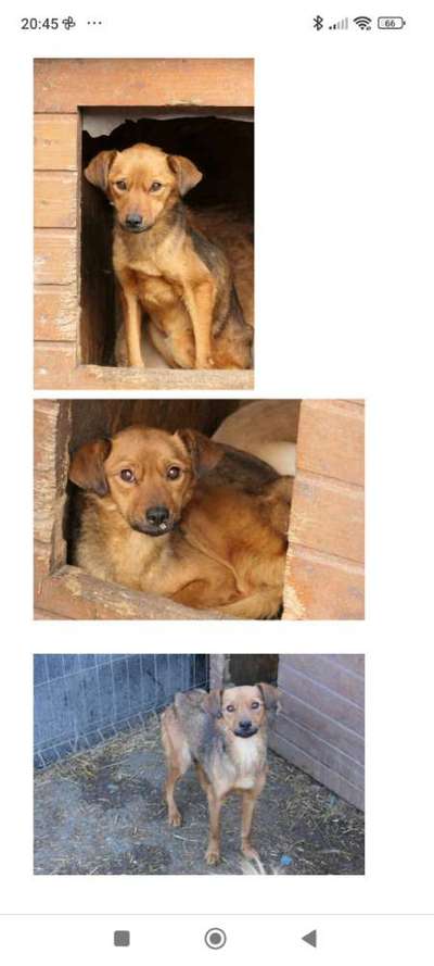 Tierschutzhunde suchen ein Zuhause-Beitrag-Bild