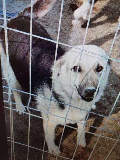 Tierschutzhunde suchen ein Zuhause-Beitrag-Bild